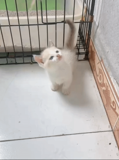 Mèo chân ngắn trắng con. Mua bán Mèo tại Huyện Hòa Thành Tây Ninh được đăng bởi Carla ơi hình 1