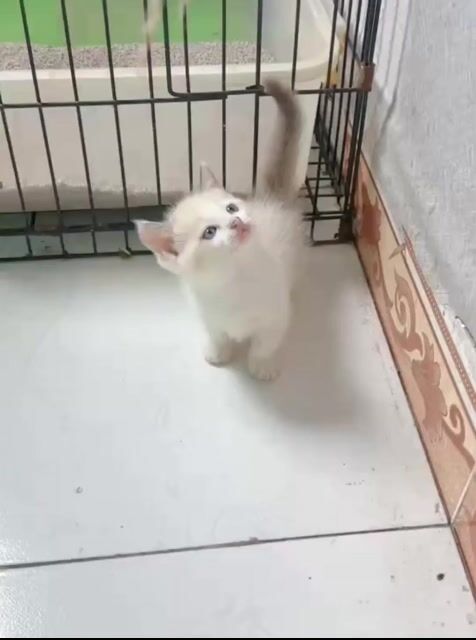 Mèo chân ngắn trắng con. Mua bán Mèo tại Huyện Hòa Thành Tây Ninh được đăng bởi Carla ơi hình 1