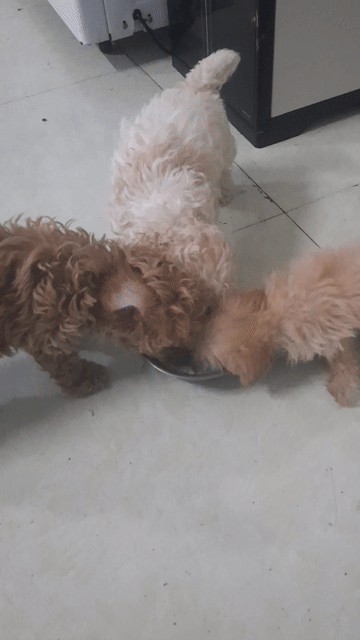 Chó Poodle tiny đực cái 2 tháng. Mua bán Chó tại Huyện Vĩnh Cửu Đồng Nai được đăng bởi Minh Luân hình 1
