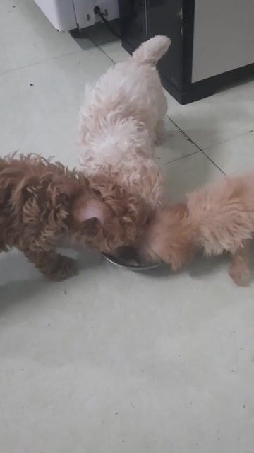 Chó Poodle tiny đực cái 2 tháng. Mua bán Chó tại Huyện Vĩnh Cửu Đồng Nai được đăng bởi Minh Luân hình 1