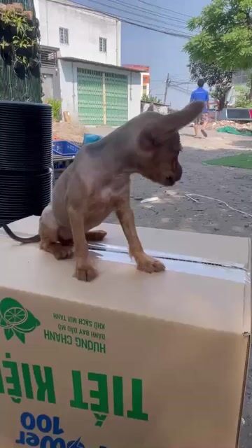 CHÓ CHIAHUAHUA LAI QOODIE. Mua bán Chó tại Thành phố Thủ Đức Tp Hồ Chí Minh được đăng bởi Hương Nguyễn hình 1