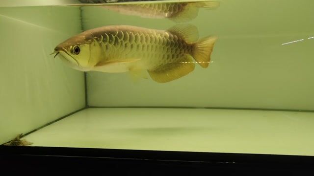 Cá Rồng Kim Long Vàng size 4x. Mua bán Thú cưng khác tại Huyện Trảng Bàng Tây Ninh được đăng bởi Trảng Bàng hình 1