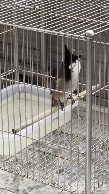 Chim chào mào đực Mùa 2 lông mới. Mua bán Chim tại Quận Tân Bình Tp Hồ Chí Minh được đăng bởi Duy tung hình 1