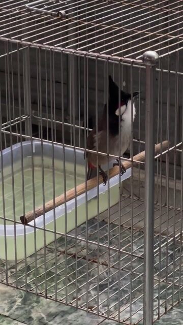 Chim chào mào đực Mùa 2 lông mới. Mua bán Chim tại Quận Tân Bình Tp Hồ Chí Minh được đăng bởi Duy tung hình 1