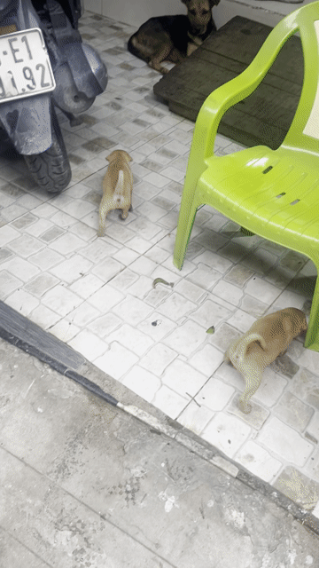 Chó con Nâu vàng. Mua bán Chó tại Quận Bình Thạnh Tp Hồ Chí Minh được đăng bởi Nguyễn Thành Quang hình 1