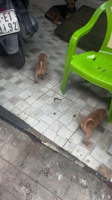 Chó con Nâu vàng. Mua bán Chó tại Quận Bình Thạnh Tp Hồ Chí Minh được đăng bởi Nguyễn Thành Quang hình 1