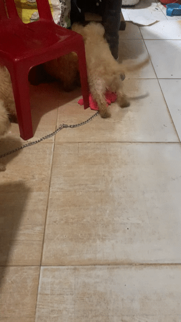 Chó Poodle Nâu Vàng kem 2 tháng. Mua bán Chó tại Quận 1 Tp Hồ Chí Minh được đăng bởi Le Phương hình 1