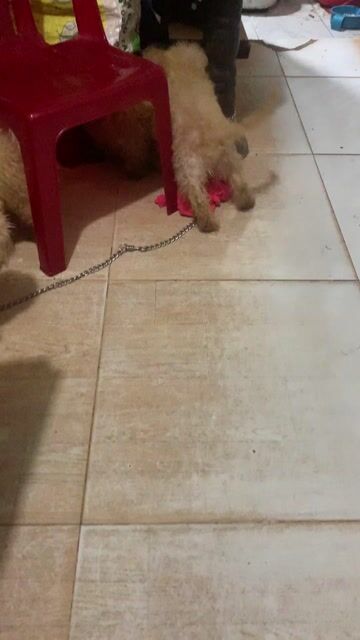 Chó Poodle Nâu Vàng kem 2 tháng. Mua bán Chó tại Quận 1 Tp Hồ Chí Minh được đăng bởi Le Phương hình 1