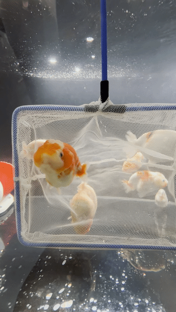 Cá Ranchu Nemo Tini. Mua bán Thú cưng khác tại Quận Gò Vấp Tp Hồ Chí Minh được đăng bởi Ranchu nhà Chou  hình 1