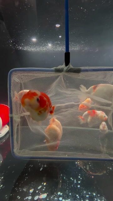 Cá Ranchu Nemo Tini. Mua bán Thú cưng khác tại Quận Gò Vấp Tp Hồ Chí Minh được đăng bởi Ranchu nhà Chou  hình 1