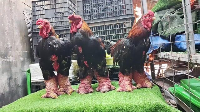 Gà thịt 5-6kg chân vip  ngon giòn❤️❤️❤️. Mua bán Gà tại Thành phố Thủ Đức Tp Hồ Chí Minh được đăng bởi chuyên cung cấp gà đông tảo thuần chủng  hình 1