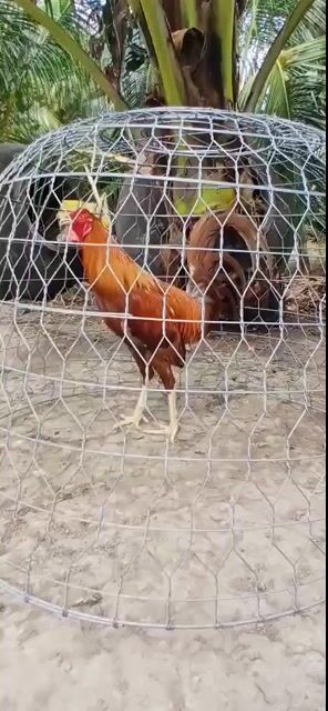 Gà Mỹ rặc đực 2.9kg. Mua bán Gà tại Huyện Củ Chi Tp Hồ Chí Minh được đăng bởi NGUYỄN HOÀNG PHO hình 1