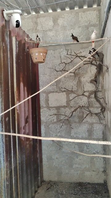 Chim Bông bạch đủ tuổi sinh sản. Mua bán Chim tại Thành phố Huế Thừa Thiên Huế được đăng bởi Huy Nguyễn hình 1