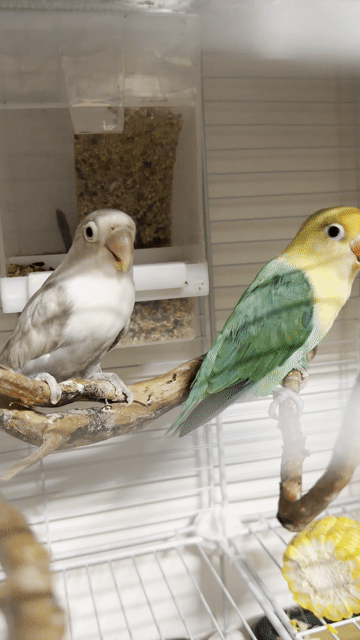 Chim Lovebird Vàng xanh, Nâu. Mua bán Chim tại Thành phố Thái Bình Thái Bình được đăng bởi Kenna hình 1