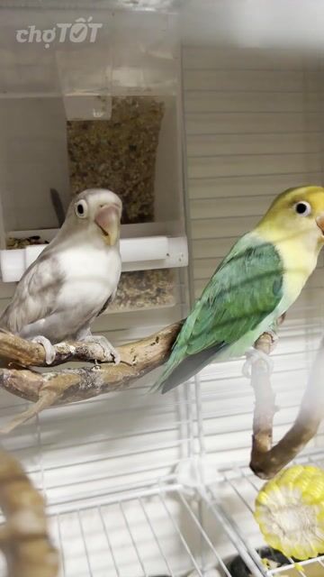Chim Lovebird Vàng xanh, Nâu. Mua bán Chim tại Thành phố Thái Bình Thái Bình được đăng bởi Kenna hình 1