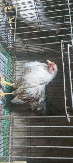 Gà tre Tân Châu trống đuôi dài nuôi cảnh. Mua bán Gà tại Quận 11 Tp Hồ Chí Minh được đăng bởi phuong kim huong hình 1