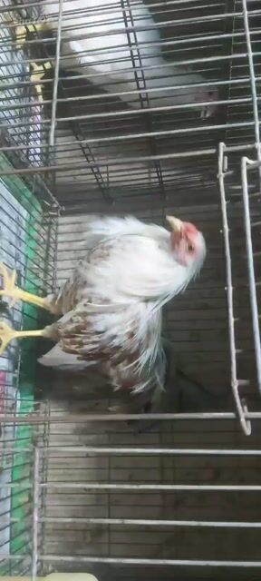 Gà tre Tân Châu trống đuôi dài nuôi cảnh. Mua bán Gà tại Quận 11 Tp Hồ Chí Minh được đăng bởi phuong kim huong hình 1