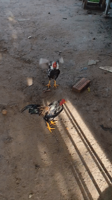 Gà cộc kiểng 3,5gr. Mua bán Gà tại Quận Bình Tân Tp Hồ Chí Minh được đăng bởi Cây cảnh sàigòn hình 1