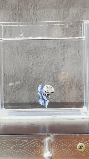 Cá Betta Xanh trắng đen. Mua bán Thú cưng khác tại Quận Tân Phú Tp Hồ Chí Minh được đăng bởi Khoa Nguyen hình 1