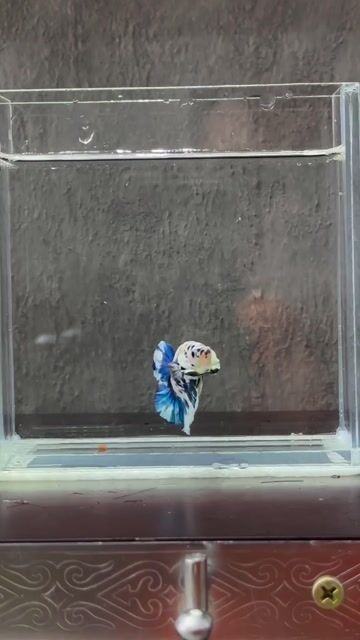 Cá Betta Xanh trắng đen. Mua bán Thú cưng khác tại Quận Tân Phú Tp Hồ Chí Minh được đăng bởi Khoa Nguyen hình 1