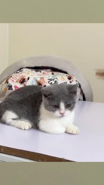 mèo anh lông ngắn lùn màu bicolor mũi hồng. Mua bán Mèo tại Thành phố Bắc Ninh Bắc Ninh được đăng bởi Nguyen Hung hình 1