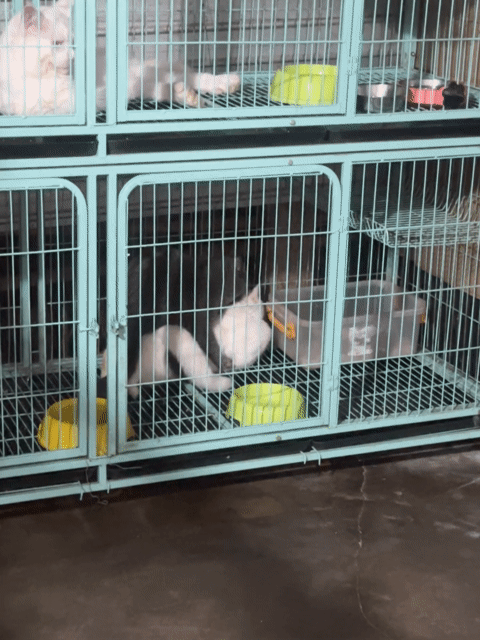 cặp mèo aln đã phối. Mua bán Mèo tại Huyện Tân Phú Đồng Nai được đăng bởi Đặng Gia Bảo hình 1