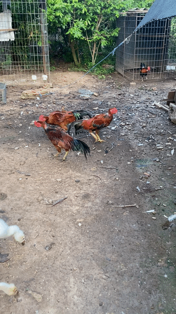 gà tơ còn lên nhiều. Mua bán Gà tại Huyện Gò Công Tây Tiền Giang được đăng bởi Lê công phước hình 1