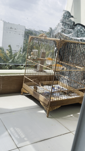 bổi cần bay nhanh. Mua bán Chim tại Thành phố Thủ Đức Tp Hồ Chí Minh được đăng bởi Đỗ Xuân Hoàng Phúc hình 1