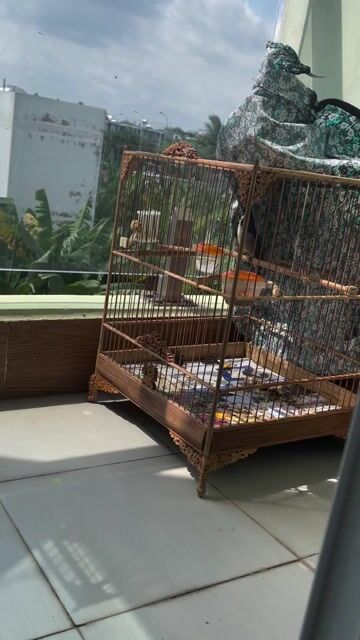 bổi cần bay nhanh. Mua bán Chim tại Thành phố Thủ Đức Tp Hồ Chí Minh được đăng bởi Đỗ Xuân Hoàng Phúc hình 1