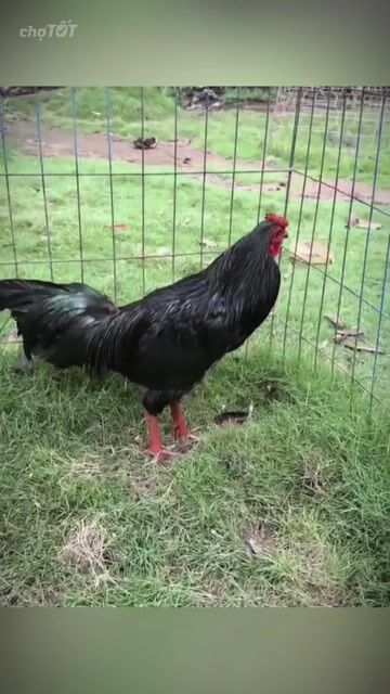 Gà Ô Ướt 3kg. Mua bán Gà tại Huyện Cầu Kè Trà Vinh được đăng bởi Duy Cầu Kè hình 1