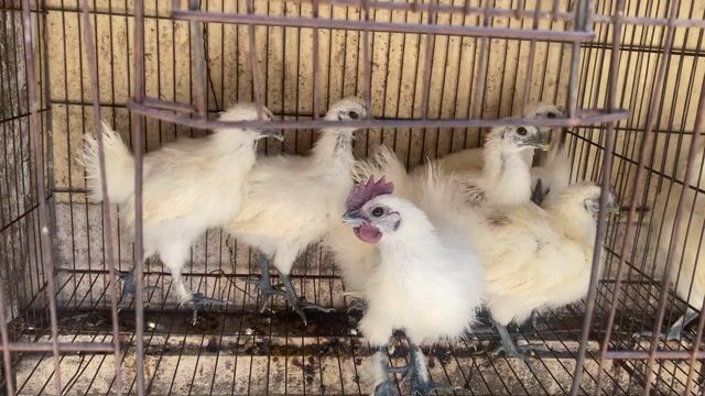Gà ác Trắng. Mua bán Gà tại Thành phố Thủ Đức Tp Hồ Chí Minh được đăng bởi Thành hình 1