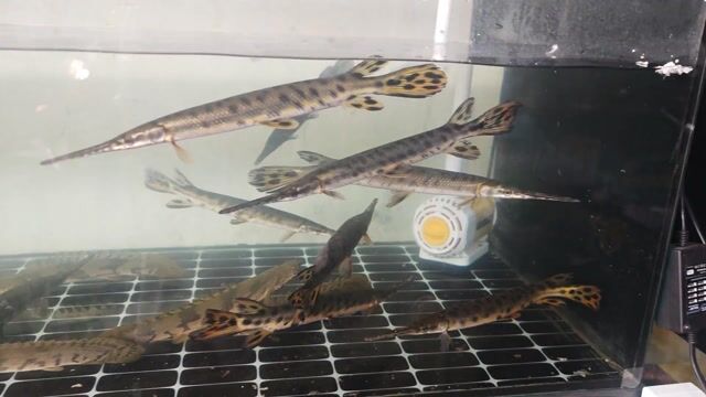 cá Sấu hõa tiễn longnose. Mua bán Thú cưng khác tại Thành phố Thủ Đức Tp Hồ Chí Minh được đăng bởi Lê Văn Đệ hình 1