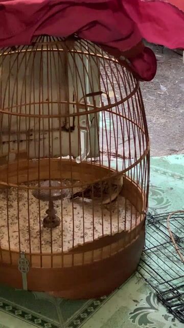 Chim Sơn ca Nâu thuần siêng hót . tặng lồng .. Mua bán Chim tại Quận 8 Tp Hồ Chí Minh được đăng bởi luân hình 1