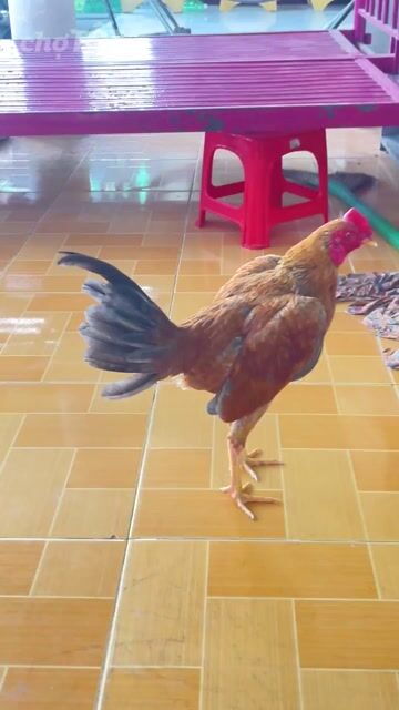 Vàng mã lại 1kg250g tơ zin. Mua bán Gà tại Huyện Long Hồ Vĩnh Long được đăng bởi Sang Nguyen hình 1