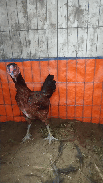 Gà mái nòi nâu Miền Trung. Mua bán Gà tại Quận Gò Vấp Tp Hồ Chí Minh được đăng bởi Phan Thọ hình 1