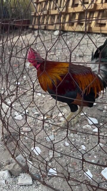 Gà trống chân xanh mặt râu. Mua bán Gà tại Quận 12 Tp Hồ Chí Minh được đăng bởi Tên chưa cung cấp hình 1