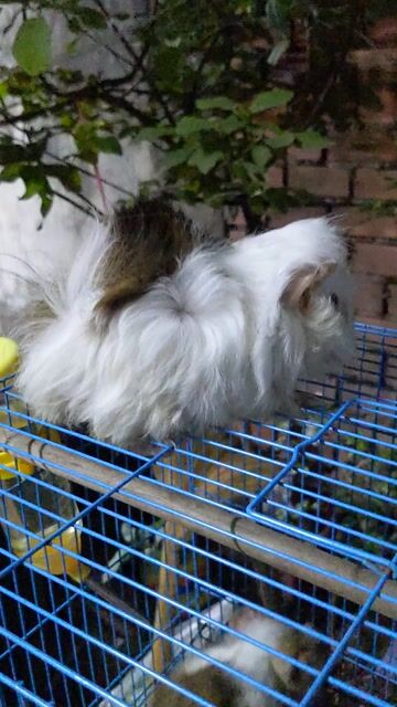 BỌ Ú ABY VÀ NHIỀU SỰ ĐÁNG YÊU Ở ĐÂY  🥰. Mua bán Thú cưng khác tại Thành phố Biên Hòa Đồng Nai được đăng bởi PET NHÀ VƯỜN hình 1