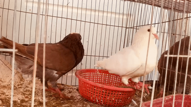 Bồ câu gà sinh sản tốt. Mua bán Chim tại Quận Ninh Kiều Cần Thơ được đăng bởi Nguyen Van Duong  hình 1