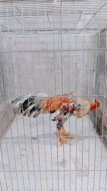 Gà chọi 2.6kg nhiều màu. Mua bán Gà tại Huyện Trà Ôn Vĩnh Long được đăng bởi Luyến Gà Nòi hình 1