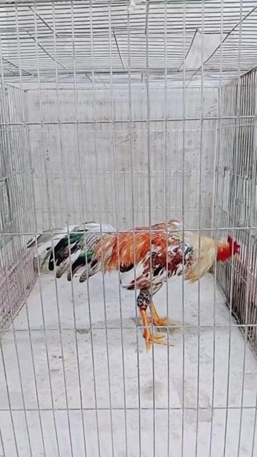 Gà chọi 2.6kg nhiều màu. Mua bán Gà tại Huyện Trà Ôn Vĩnh Long được đăng bởi Luyến Gà Nòi hình 1
