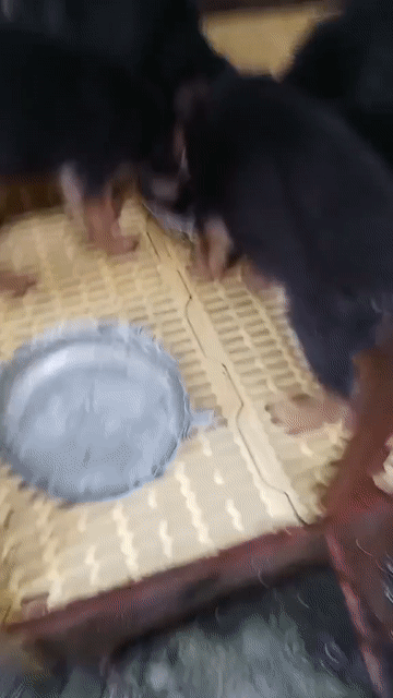 Chó Becgie Đức Đen vàng 2 mũi vắc xin. Mua bán Chó tại Huyện Bình Chánh Tp Hồ Chí Minh được đăng bởi Trường Bùi nguyên hình 1