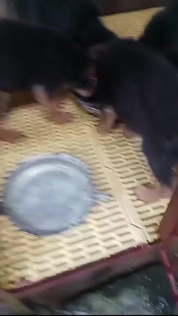 Chó Becgie Đức Đen vàng 2 mũi vắc xin. Mua bán Chó tại Huyện Bình Chánh Tp Hồ Chí Minh được đăng bởi Trường Bùi nguyên hình 1
