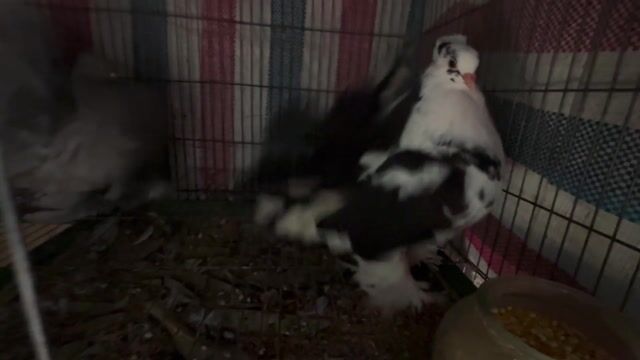 Chim bồ câu Xoè Ấn Độ Xám môn Sinh sản. Mua bán Chim tại Thành phố Thủ Dầu Một Bình Dương được đăng bởi Nhat Anh Nguyen hình 1