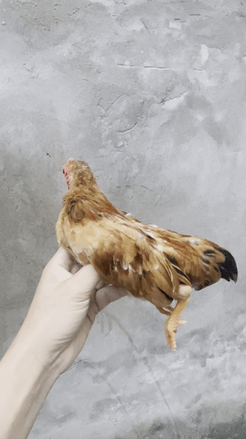 Gà tre trống 4-5 tháng. Mua bán Gà tại Quận Hà Đông Hà Nội được đăng bởi Huyến hình 1