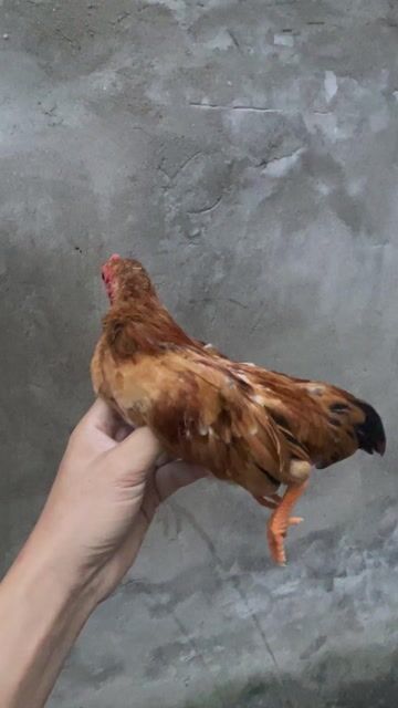 Gà tre trống 4-5 tháng. Mua bán Gà tại Quận Hà Đông Hà Nội được đăng bởi Huyến hình 1