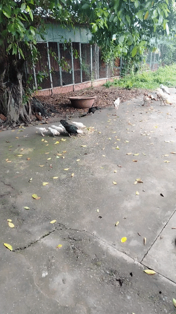 thanh lý 1 bày gà nồi bổn. Mua bán Gà tại Huyện Bình Chánh Tp Hồ Chí Minh được đăng bởi Quốc Nguyên  hình 1
