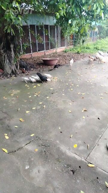 thanh lý 1 bày gà nồi bổn. Mua bán Gà tại Huyện Bình Chánh Tp Hồ Chí Minh được đăng bởi Quốc Nguyên  hình 1