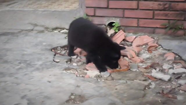 Chó Mông Cộc Đen Mun + Lưỡi Đốm Nhiều Chuẩn Giống. Mua bán Chó tại Quận Gò Vấp Tp Hồ Chí Minh được đăng bởi Shop SH Và Chó Cộc Sài Gòn hình 1