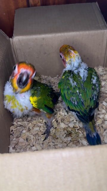 Vẹt Sun Conure ( Mặt Trời ) to con bao đẹp. Mua bán Chim tại Huyện Củ Chi Tp Hồ Chí Minh được đăng bởi Tuấn hình 1
