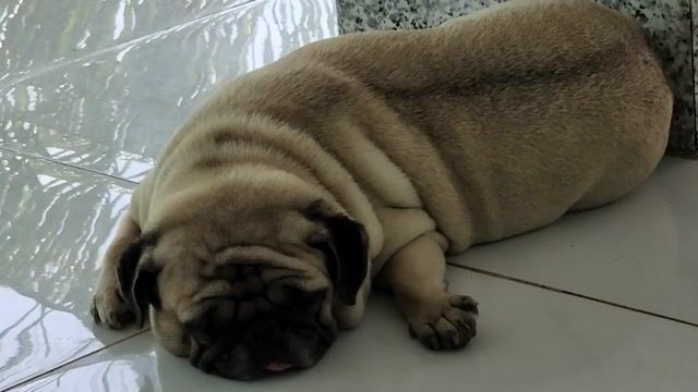 Chó Pug mặt xệ giá rẻ.uy tín. e nuôi nhà ạ. Mua bán Chó tại Quận Ô Môn Cần Thơ được đăng bởi Kim Cương hình 1